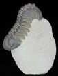 Bargain, Morocops Trilobite - Foum Zguid, Morocco #62078-2
